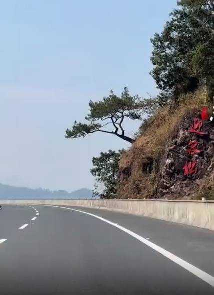 广西“迎客松”被砍！曾是很多人回家的标志，部门回应