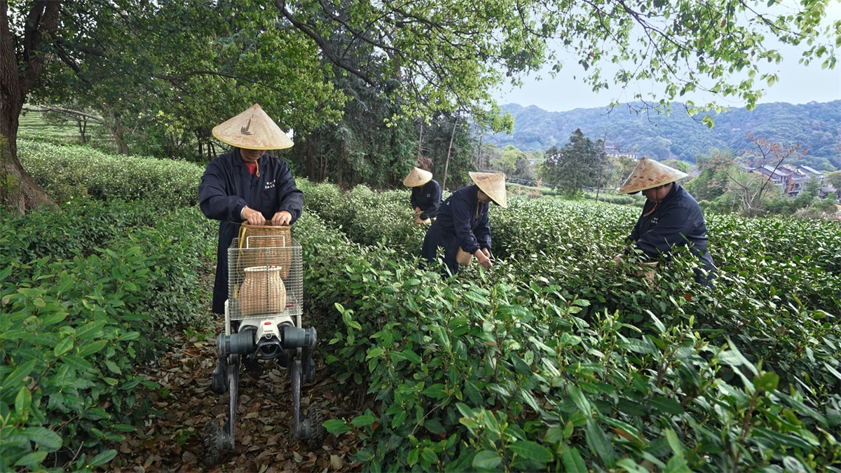 云深处机器人化身“赛博茶农”，打通春茶采运“最初一公里”