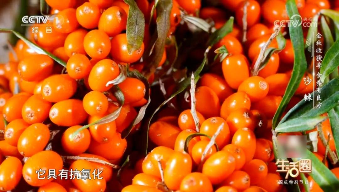 抗炎、稳血压，维生素C含量是苹果的68倍！这颗小酸果，秋天吃它好处太多了